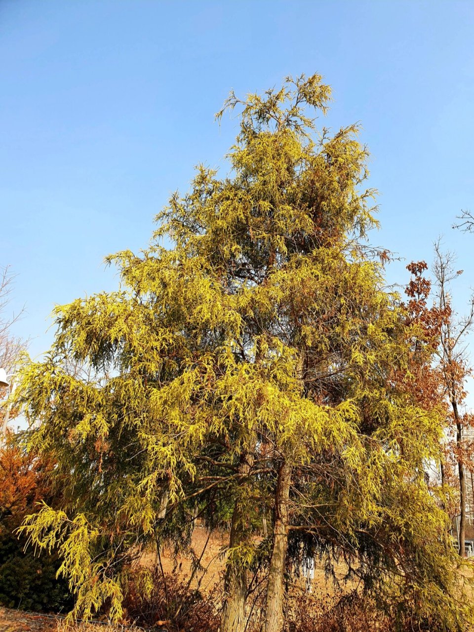 线柏 细长枝条垂下来,淡黄绿色好清新  神奇植物在哪里1