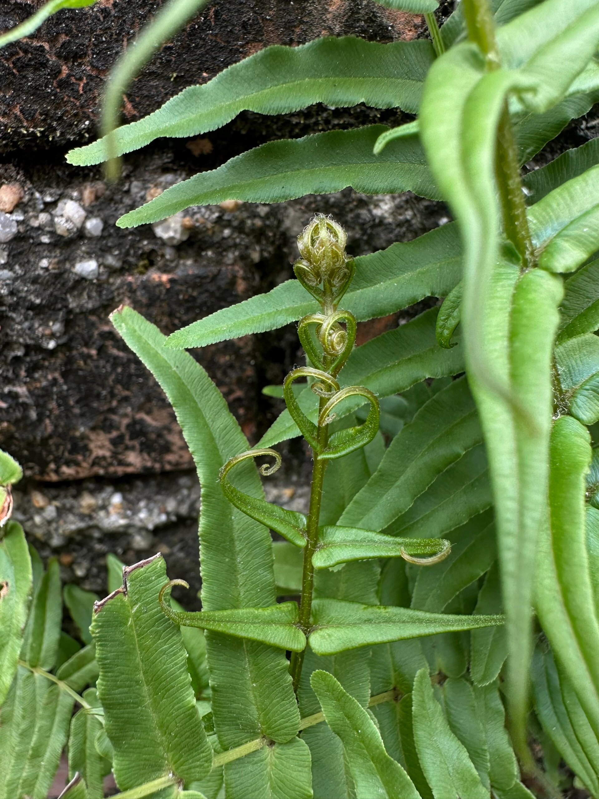 蜈蚣凤尾蕨(蜈蚣草) 像个火柴人双手枕脑后不?