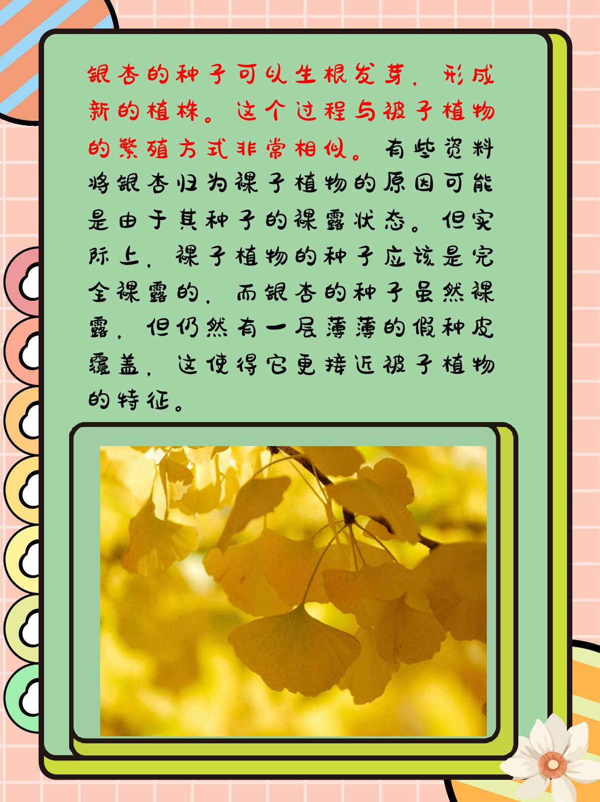 银杏是裸子植物还是被子植物