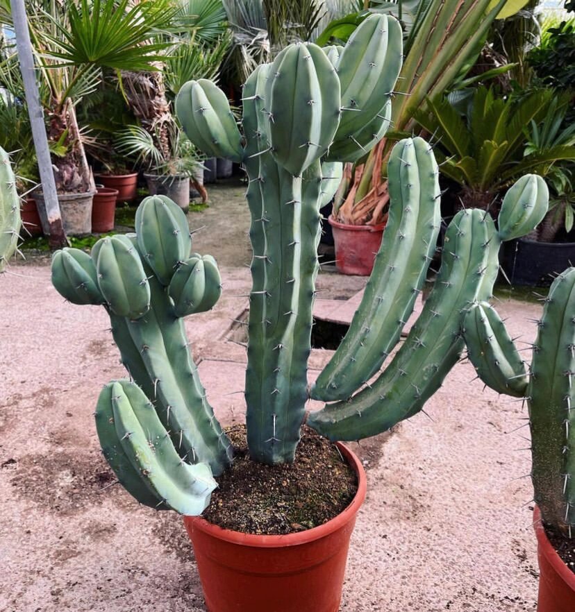 家居植物分享-龙神木 仙人掌科,龙神柱属多年生草本多浆植物.