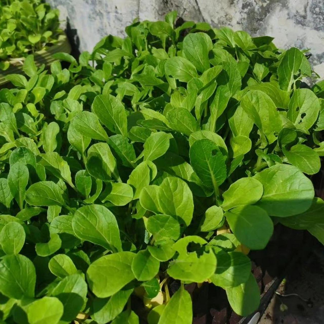 秋播啦|快速種出菜心方法 秋播啦,20天就能快速出菜心 種植時間:通常