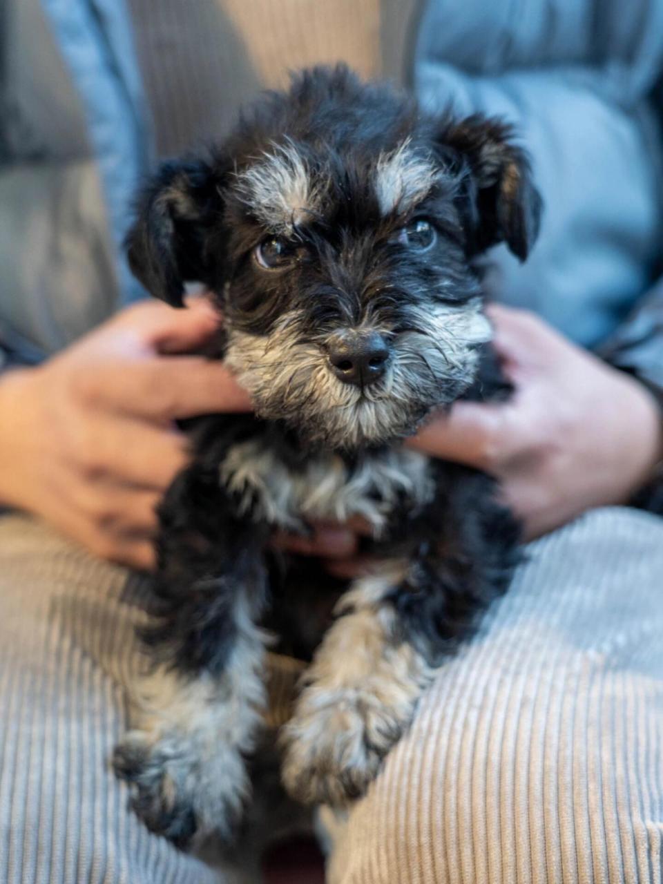 雪拉瑞的一些价格区间 1,	在国内市场上,我们很难见到纯种的雪纳瑞