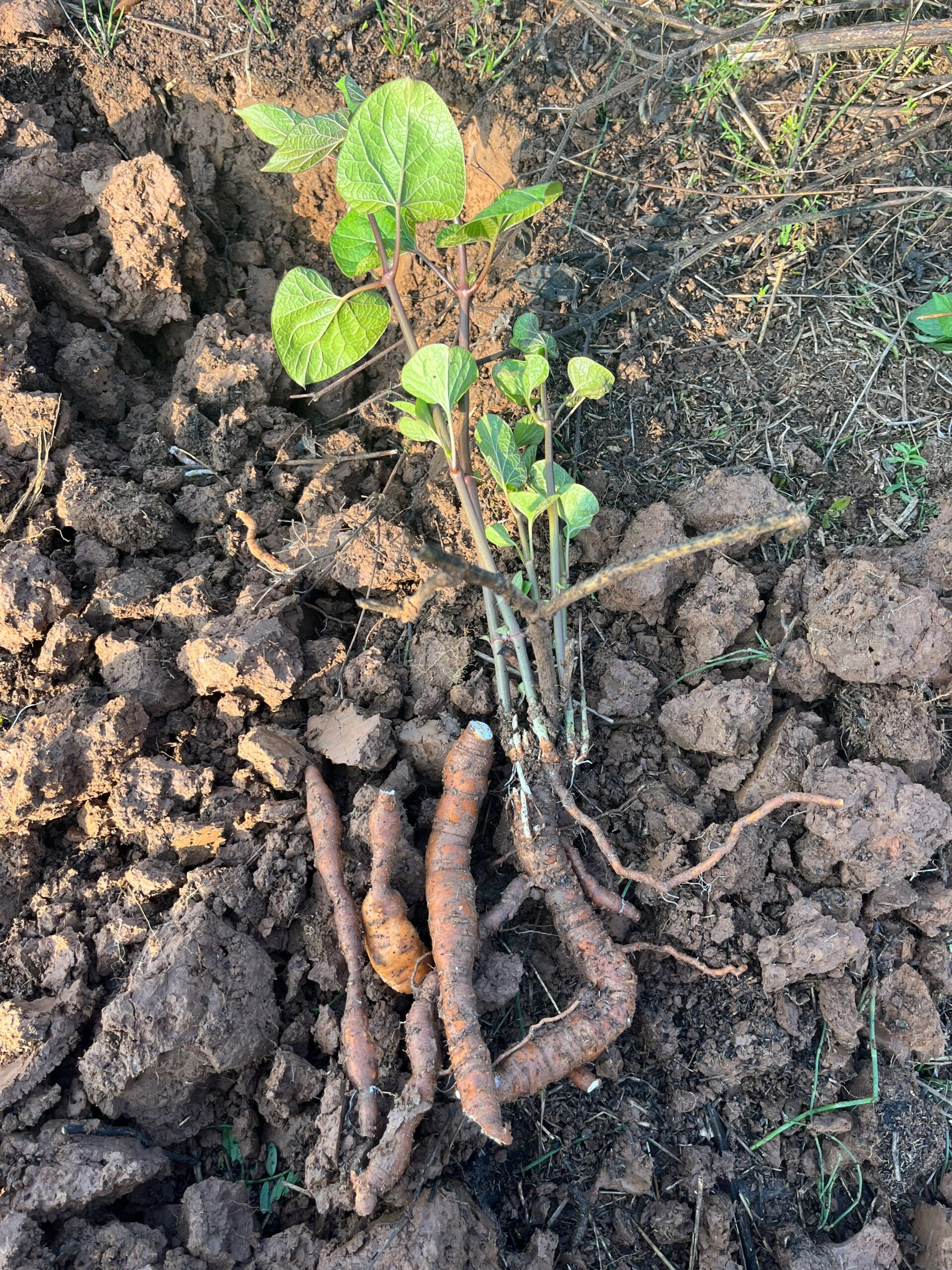 胃不好的朋友请关注它  又名白人参,隔山消,隔山撬,味甘,微苦,性平,长