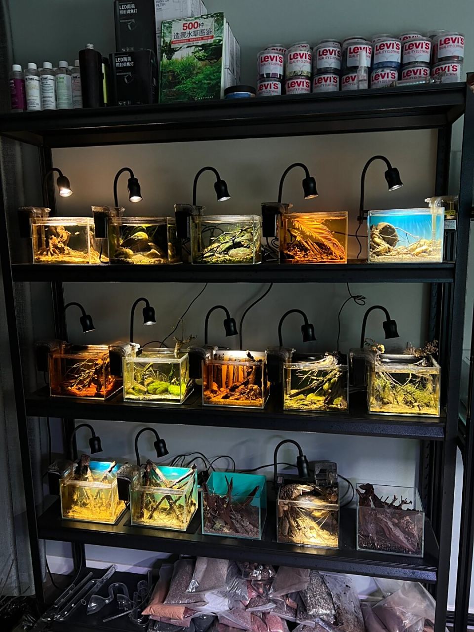 原生缸# #鱼缸造景# #我家鱼缸里的大自然# #水草缸