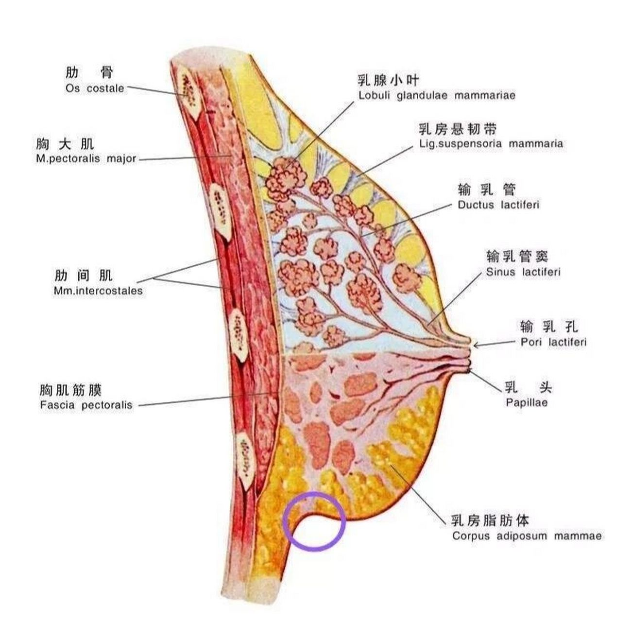 乳房解剖结构PPT图片