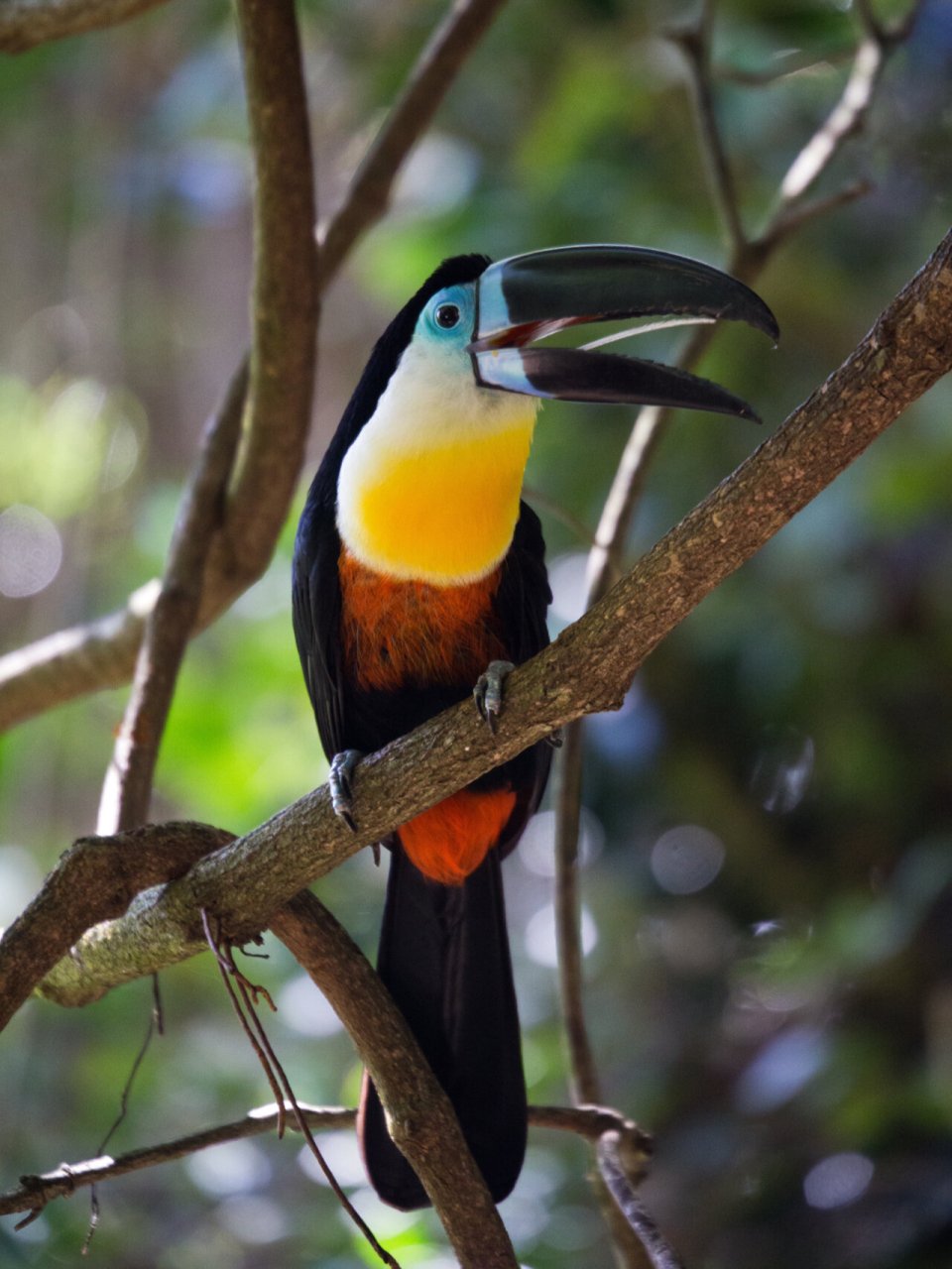 巨嘴鸟又叫鵎鵼(tuǒ,kōng),为中型攀禽,外形略似犀鸟,喙极大,但