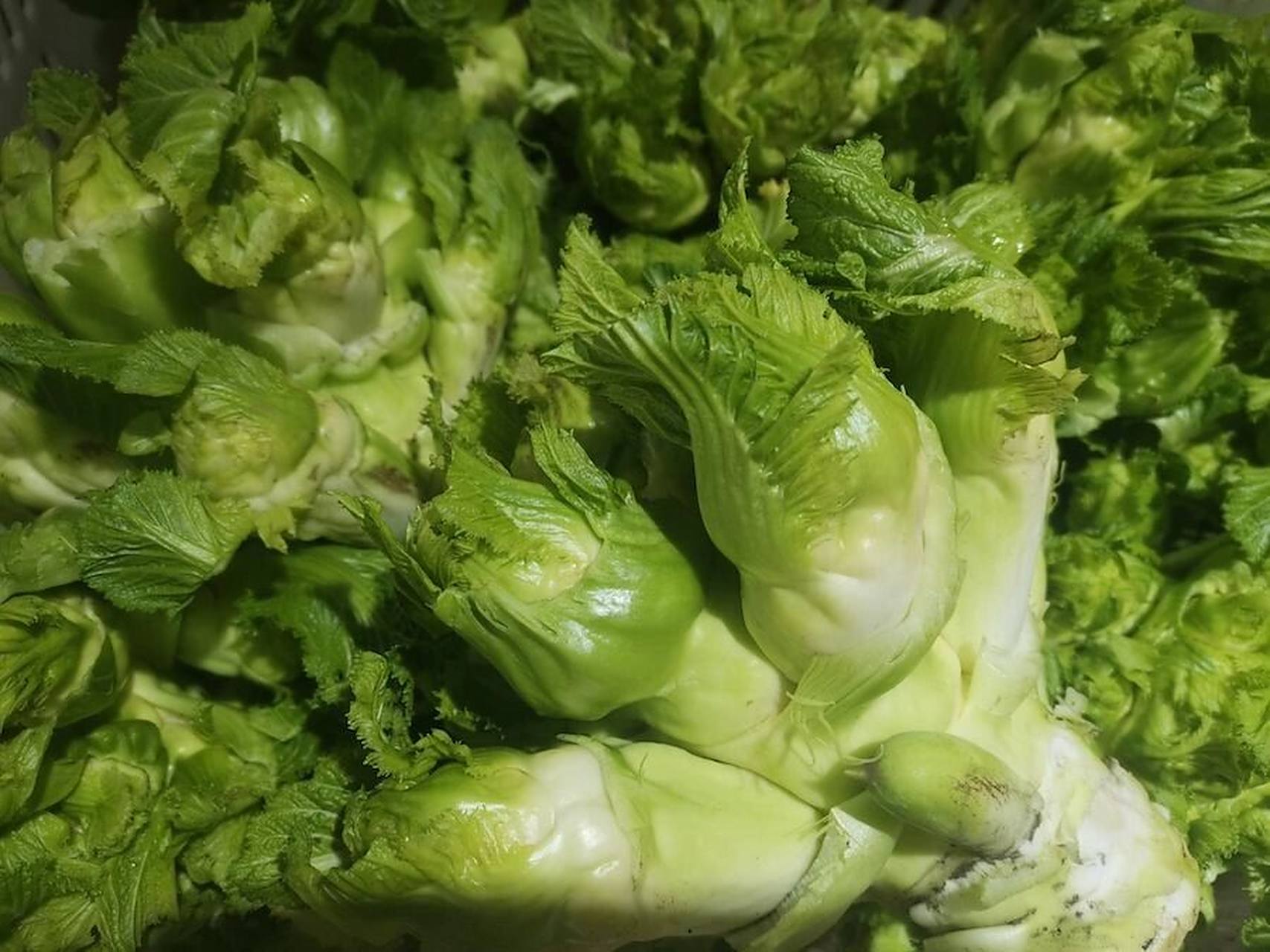 在我们四川   在我们四川 图一叫羊角菜,很多地方喊的棱guo菜,重庆