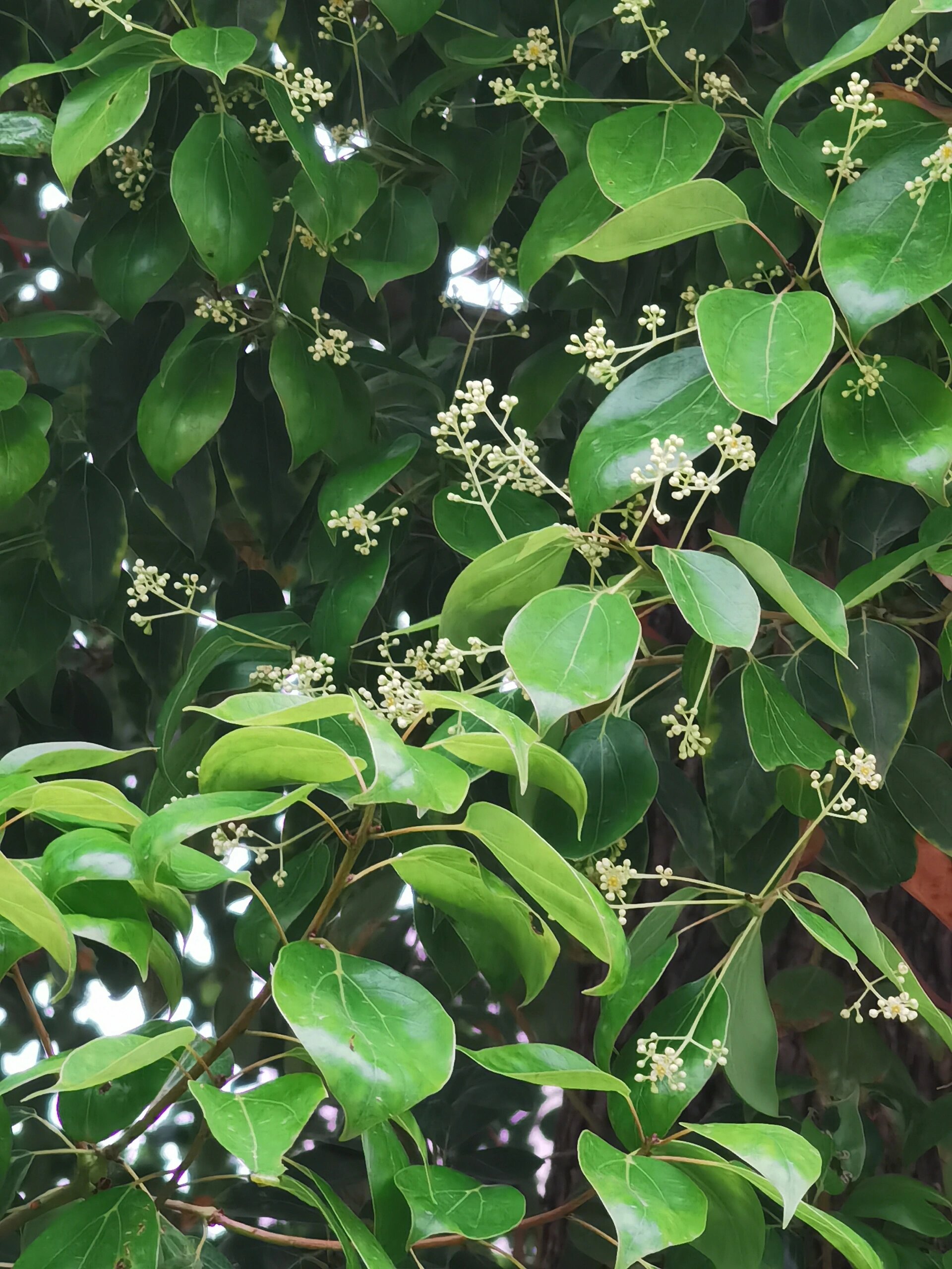 香樟花唯美图片