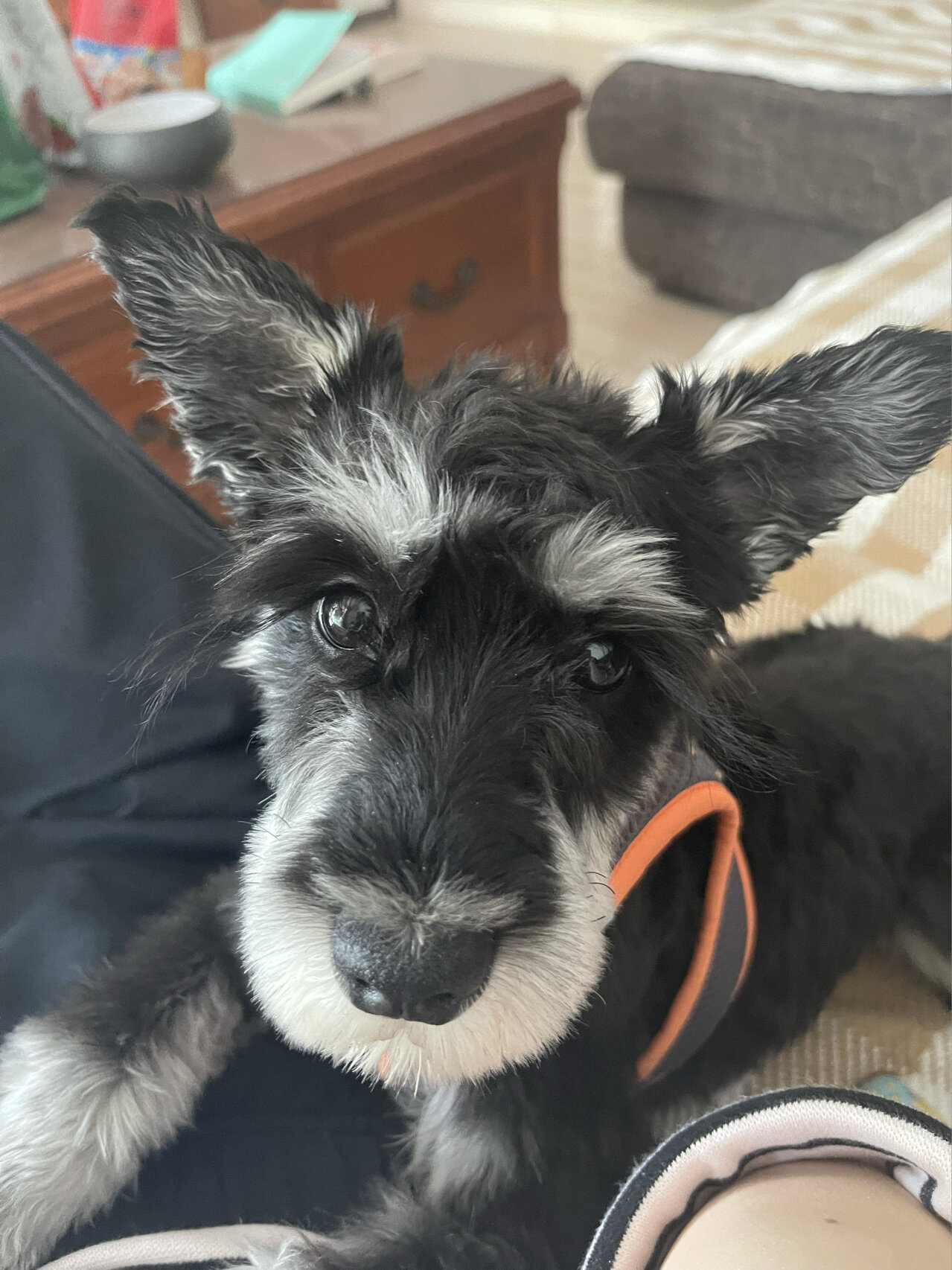 雪纳瑞日常 驴脸小狗 毛又长长了 变成了驴脸 我家狗子我走到哪就跟到