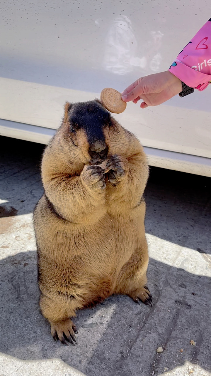 土拨鼠 好呆萌,自己跑到车边要吃的