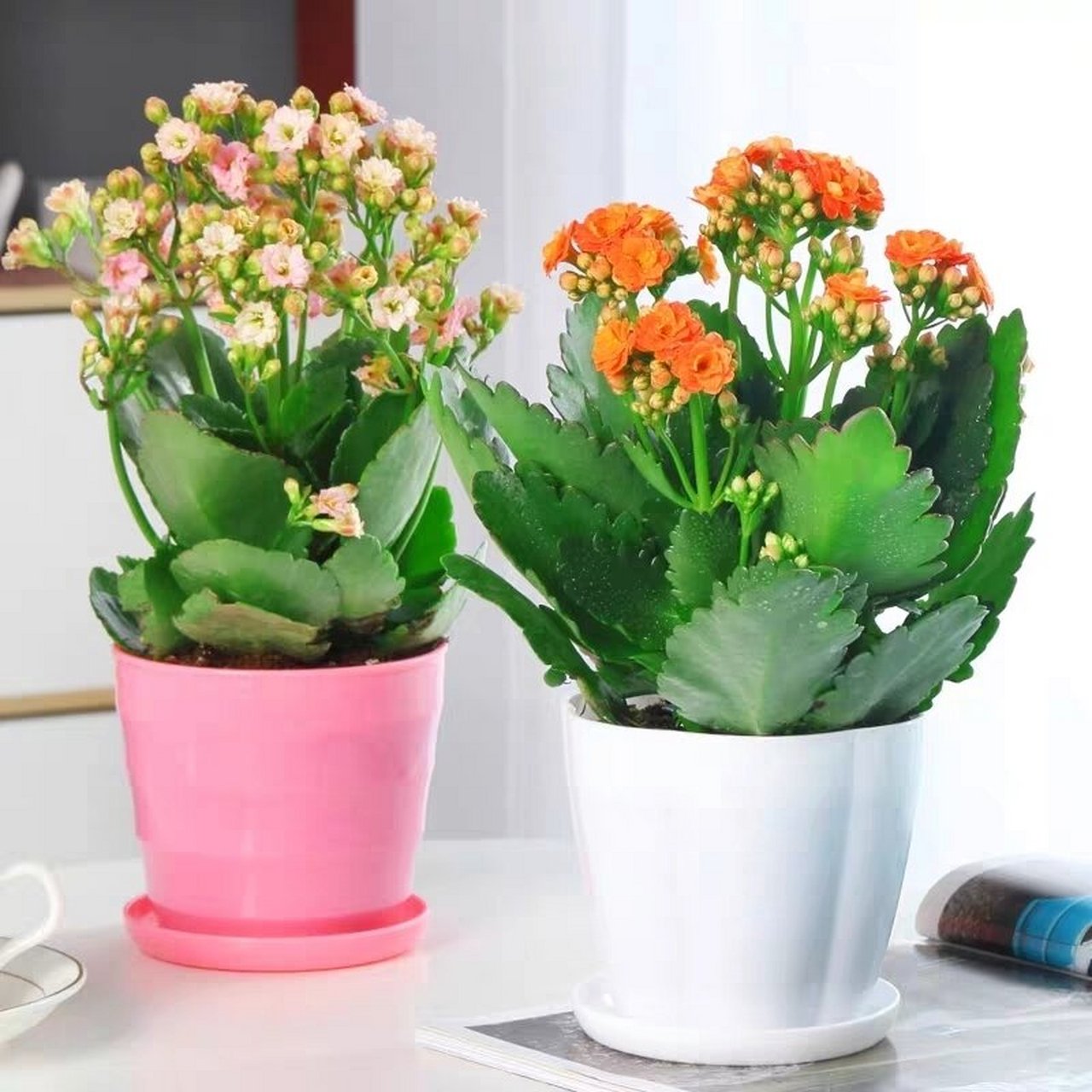 99每天认识一款植物——长寿花 97(1)学名:kalanchoe blossfeld