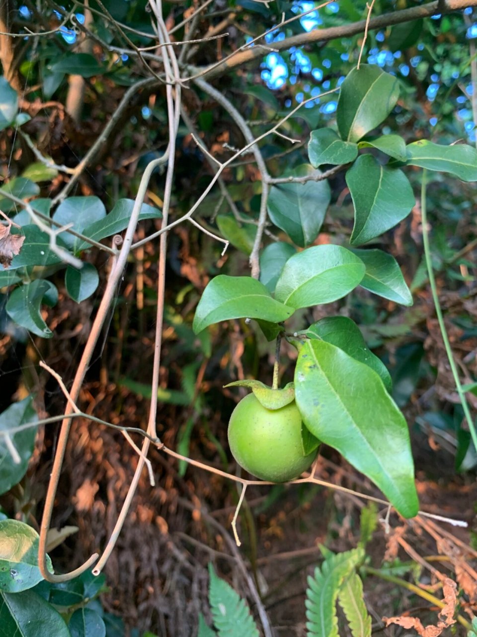 四川叫牛奶奶树果,快绝种了,网上搜不到