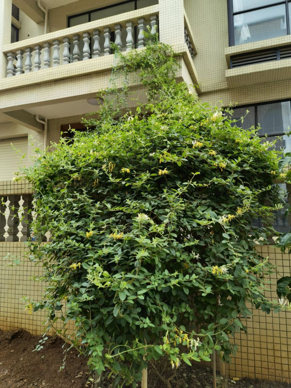 金银花当之无愧的爬藤高手,好养活 不施肥不打药,还总忘记浇水全靠老