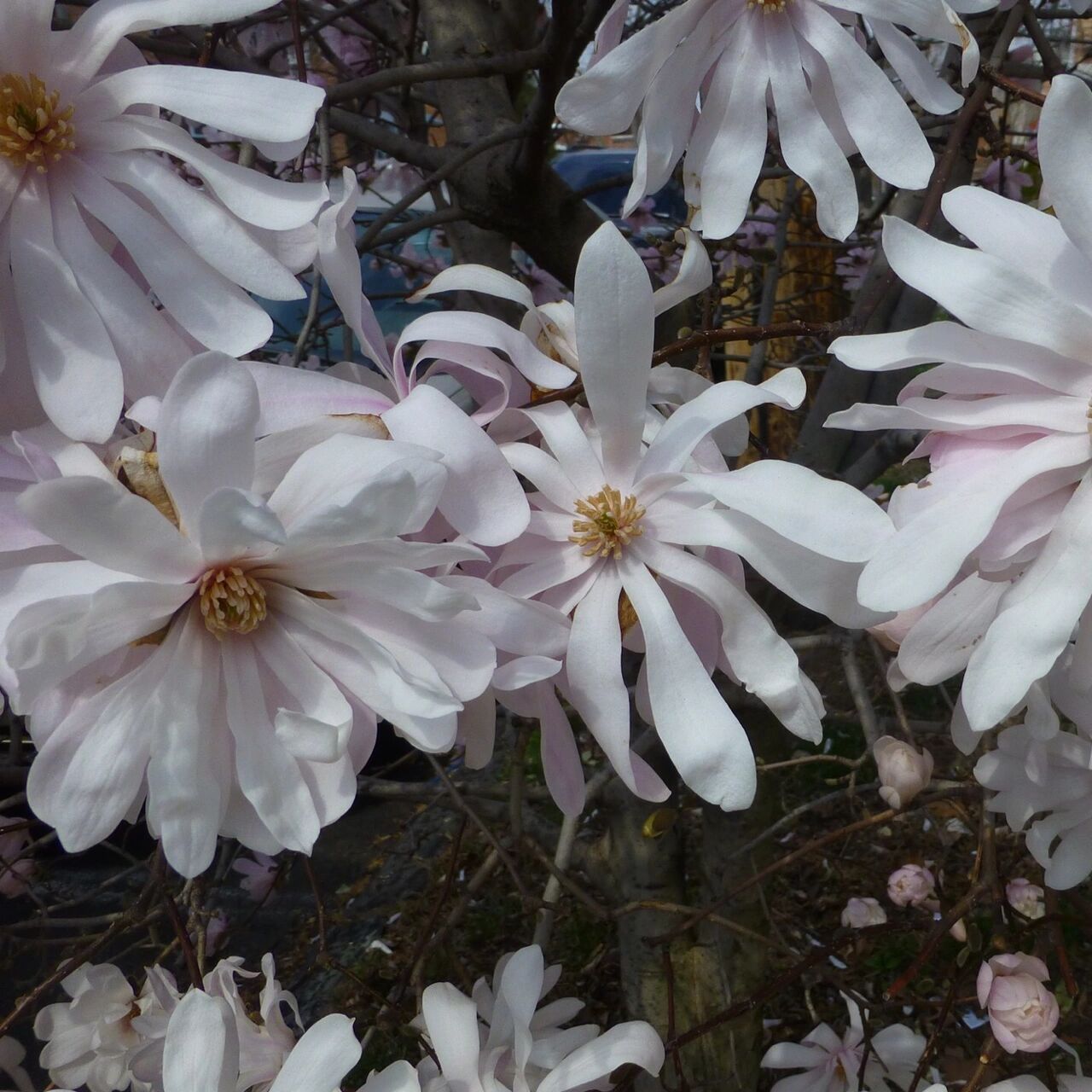 花园里种下一棵星光花树——星花玉兰 星花玉兰原产日本岐阜县,与一般