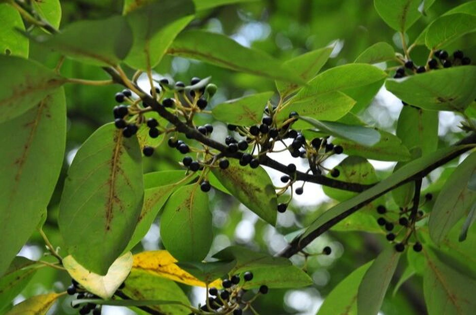 药性赋——荜澄茄(1)坐月子,暖脾胃 盖夫散肾冷,助脾胃,须荜澄茄 荜澄