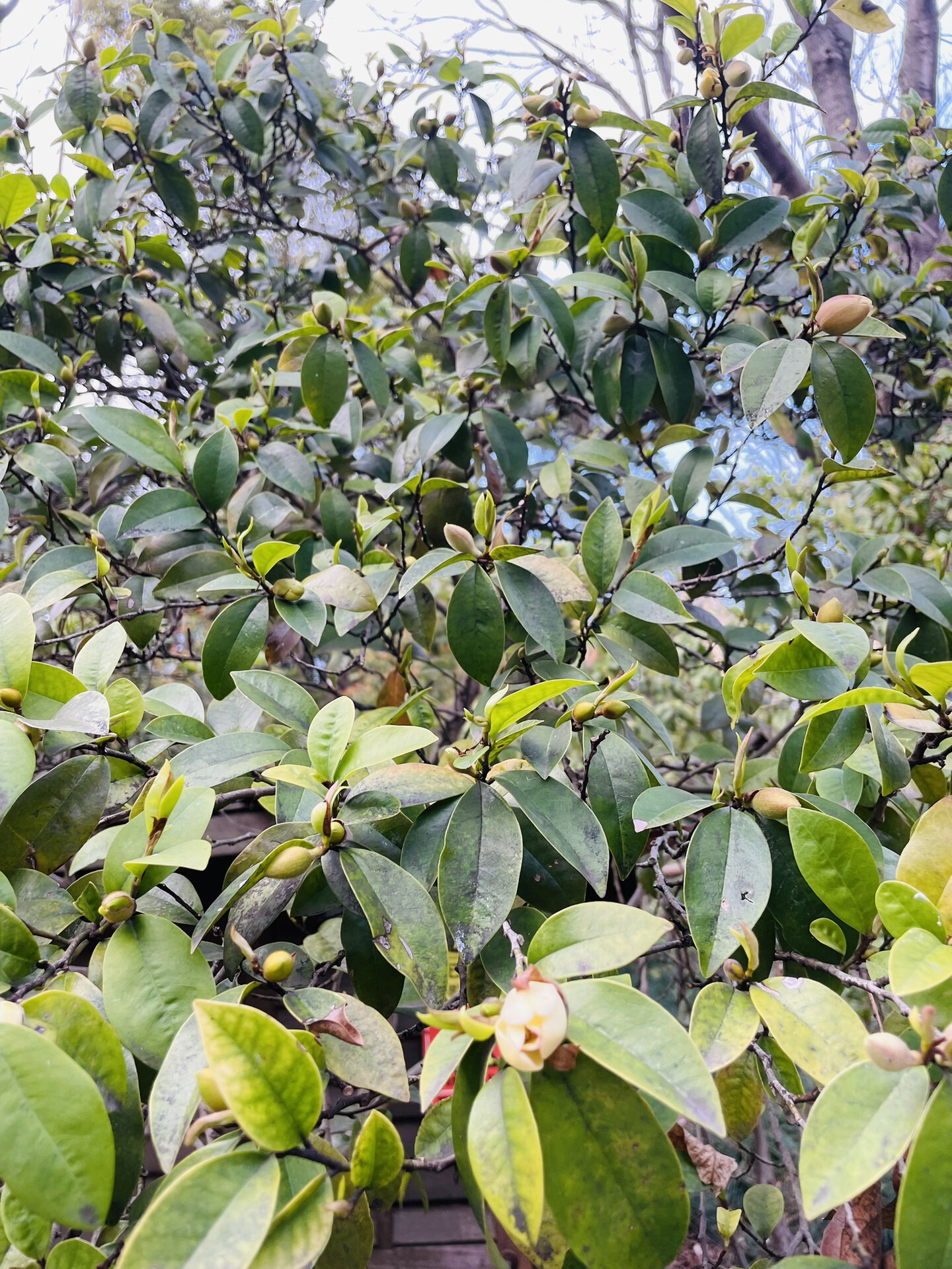 含笑花真的是我闻过最好闻的花!