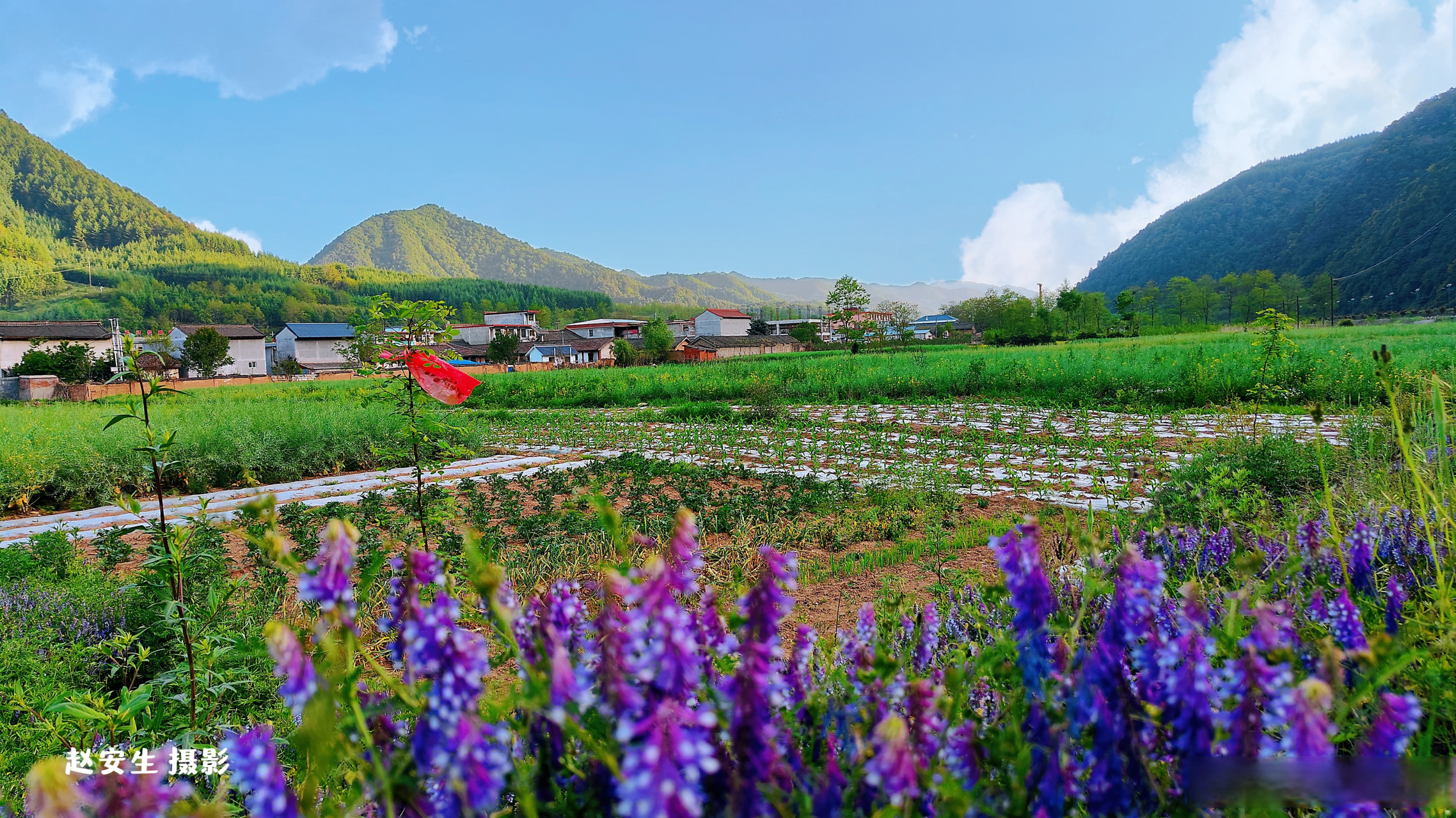 天水市秦州区李子园田园风光#网推天水##秦州区##天水身边事##天水