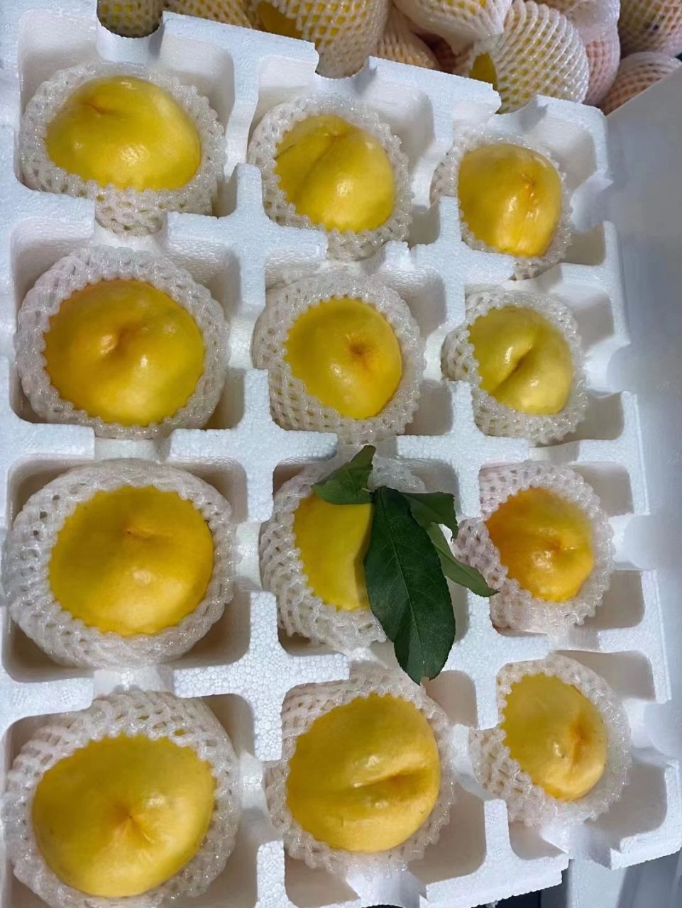 北戴河杏梅 非常好吃 北戴河精品大杏梅,纯甜口,嘎嘎甜,齁甜,果型端正