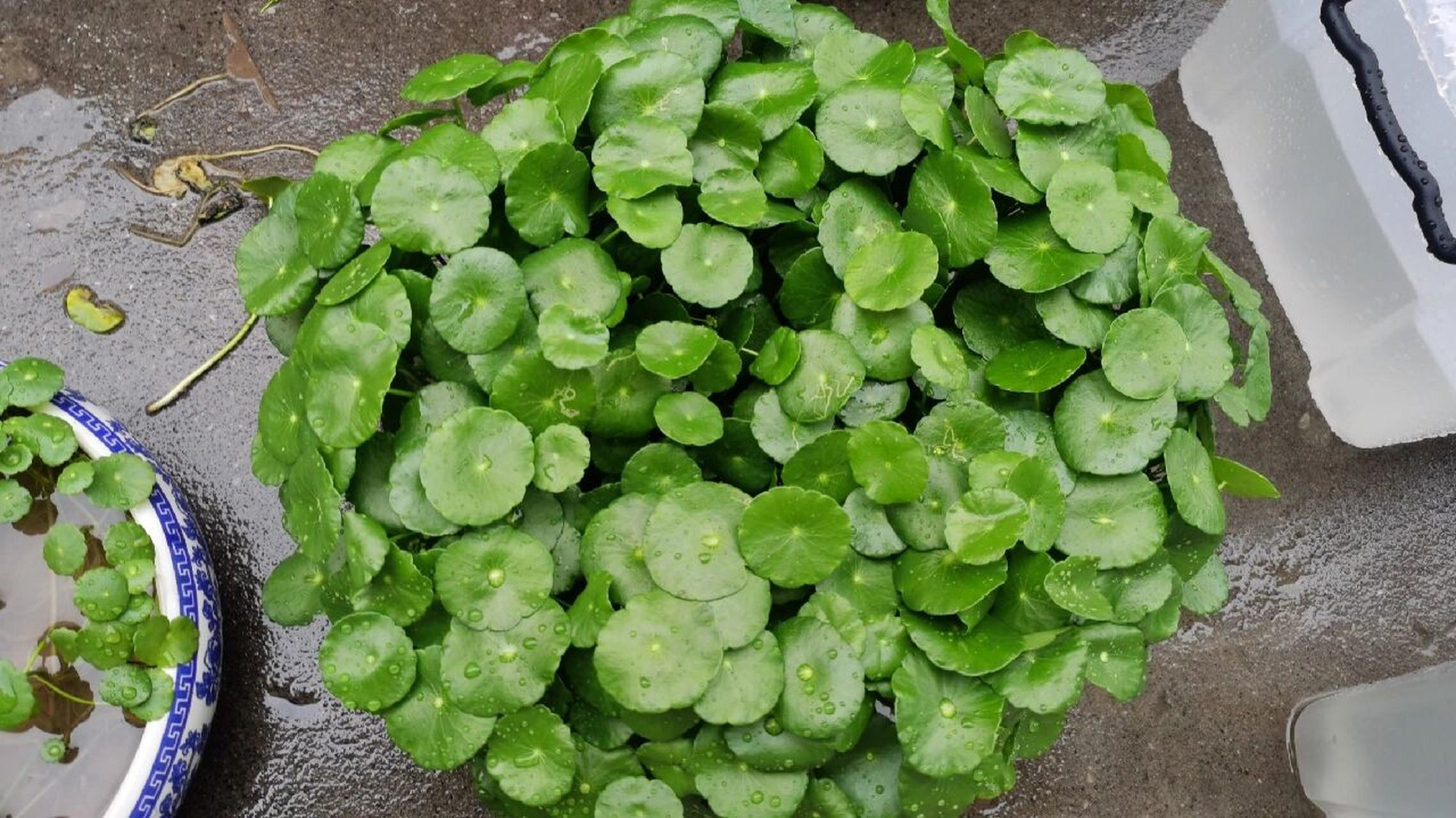 香菇草 怎么养 香菇草养殖的方法: 1.