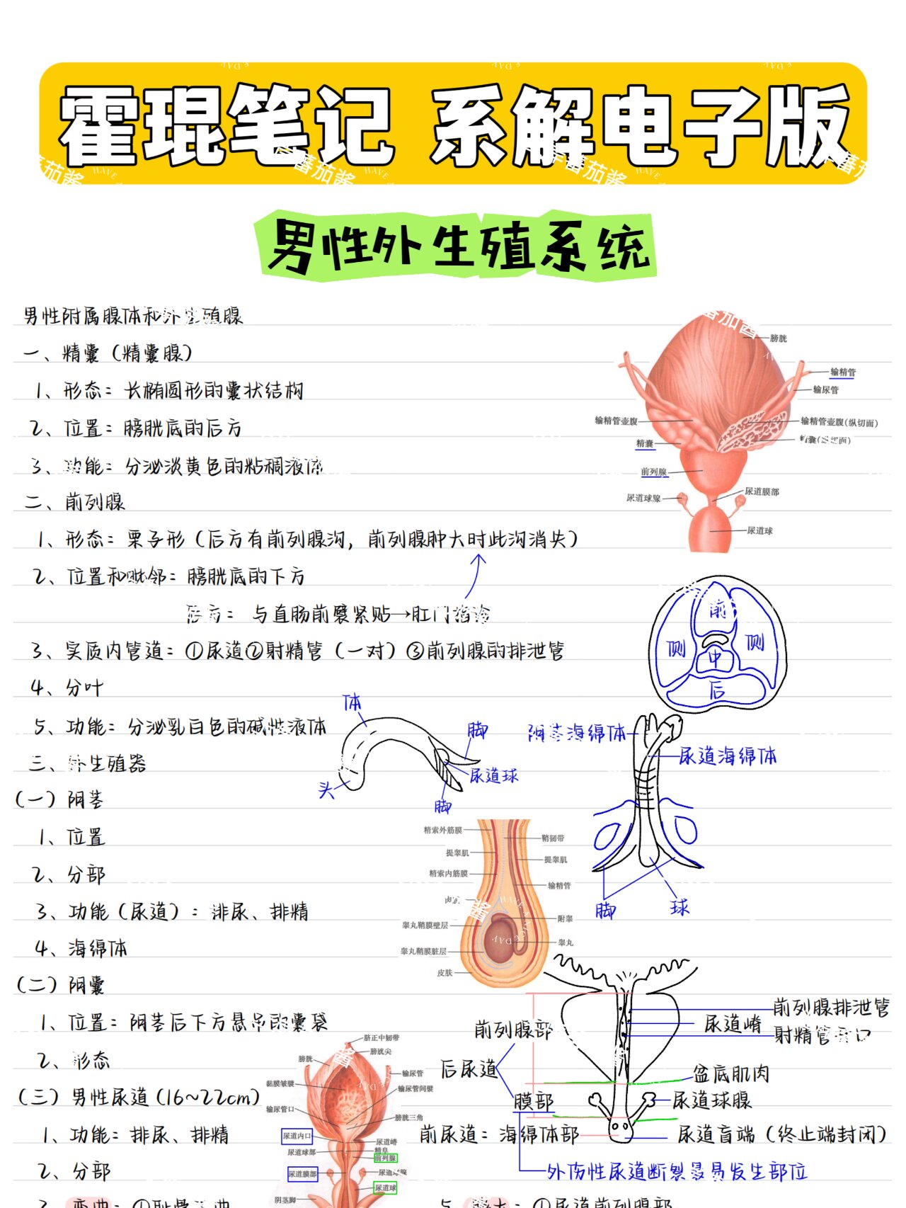 解剖界线位置图片