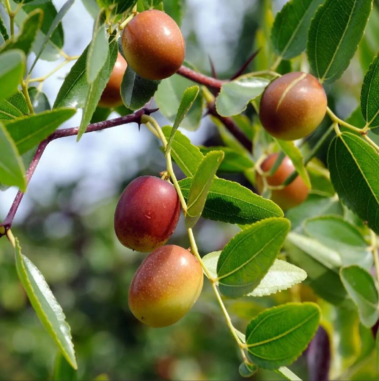 酸枣仁是由酸枣的种子仁制成的,而酸枣则是一种小乔木植物,属于鼠李科