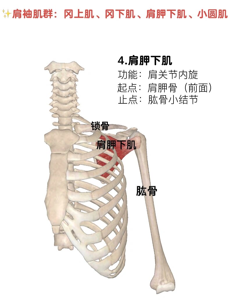 锁骨下肌起止点图片