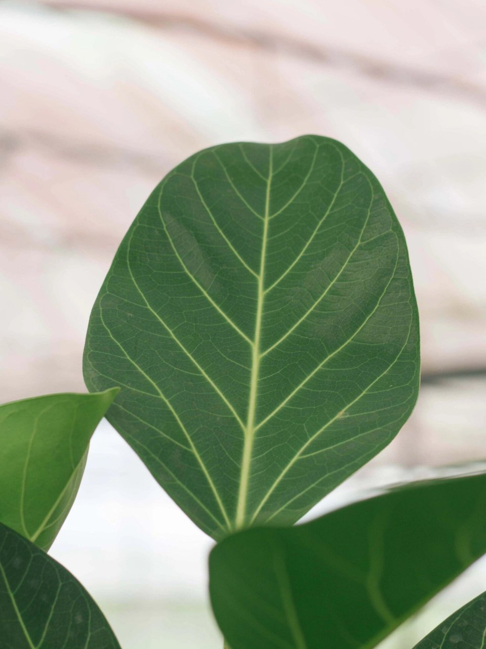 孟加拉榕,生机勃勃,圆润规整 高度162厘米.