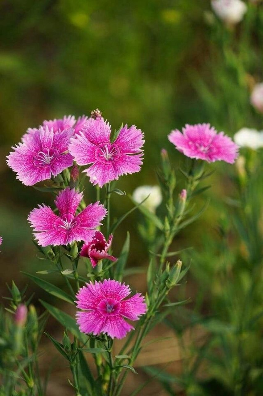 花材日记(185)——石竹花 别名:洛阳花,石柱花 	 花语:纯洁的爱,才能