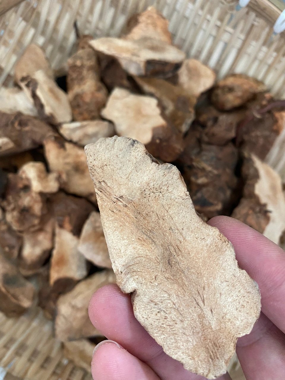 野生土茯苓煲汤的作用必须要知道 土茯苓是由植物光叶菝葜干燥的根茎