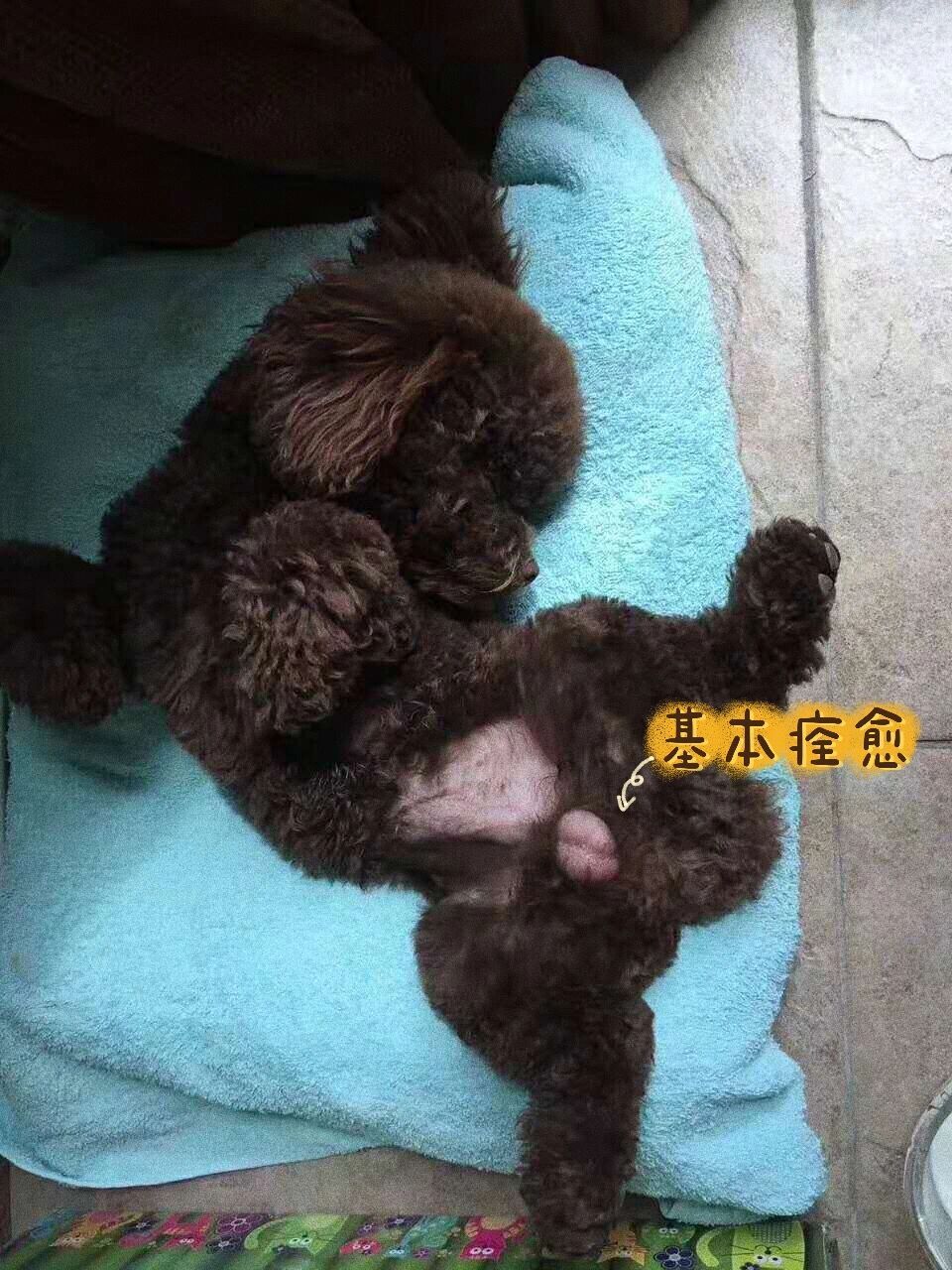 狗狗阴囊炎丨皮肤外伤病例——银宠康抗菌凝胶 病例信息 蛋蛋 泰迪 公