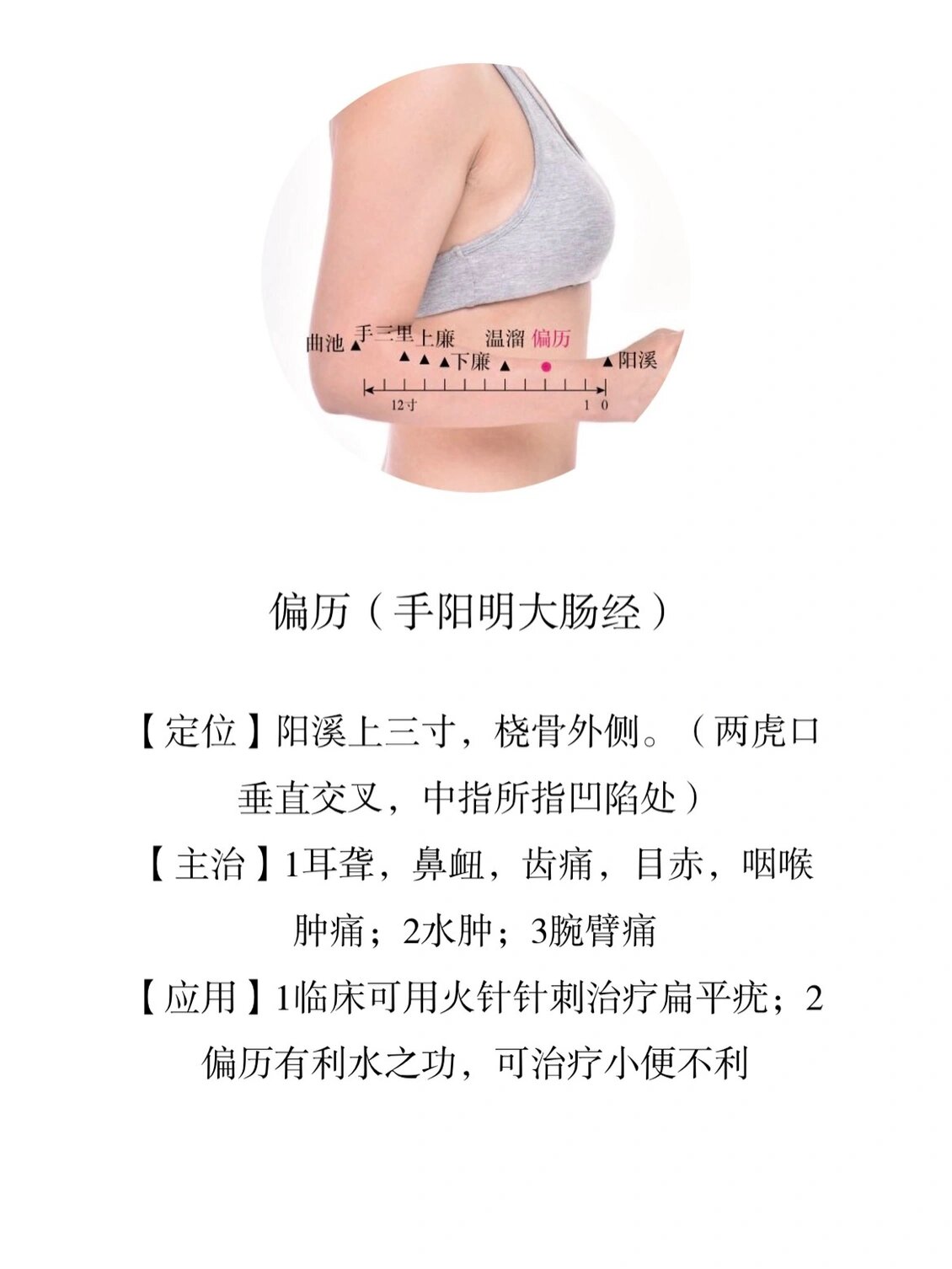 今日穴位——偏历
