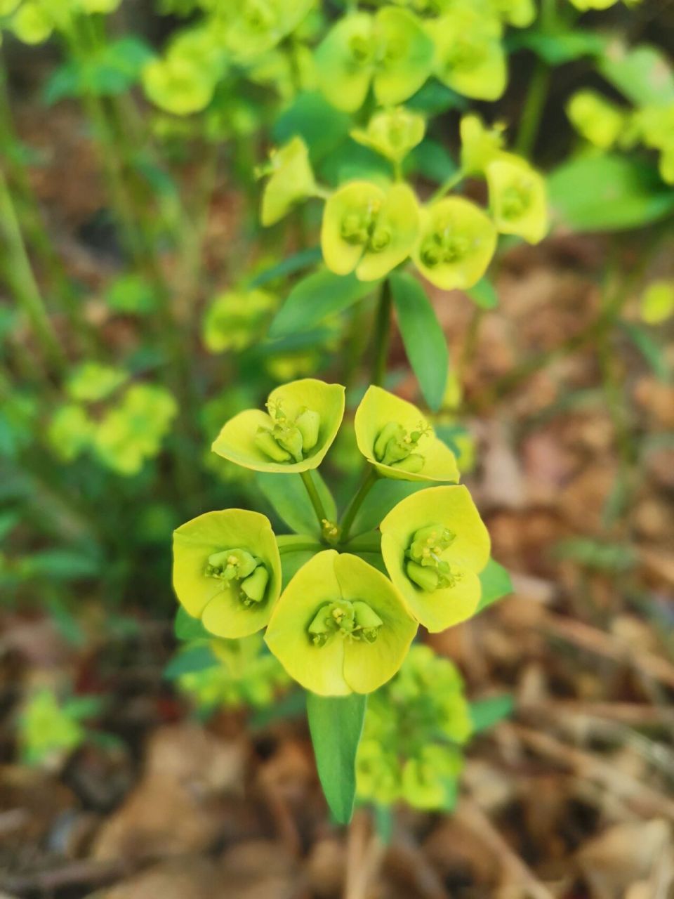 猫眼草照片 一种有毒也有用的草药