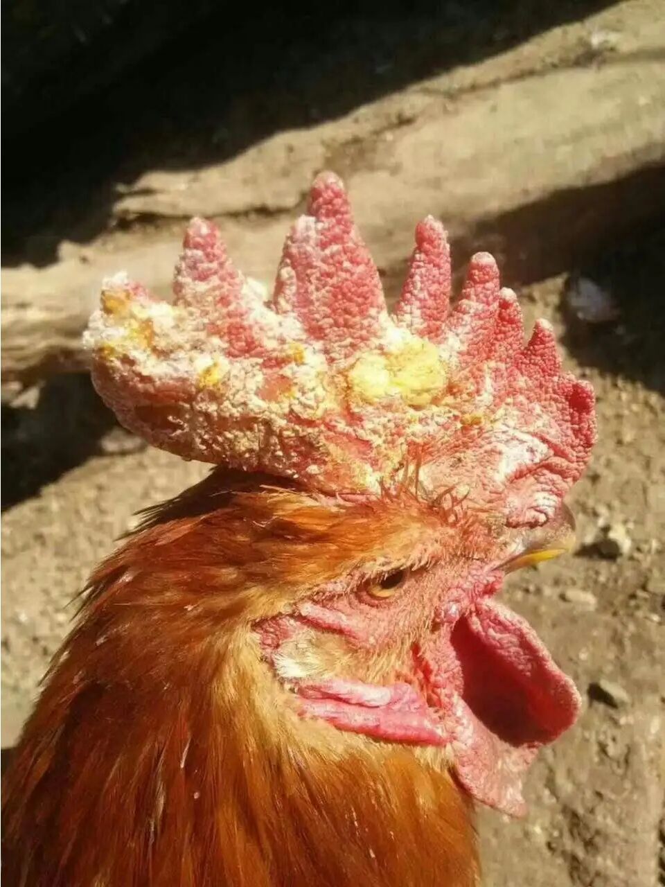 每年夏季,很多鸡场都会发生鸡痘,眼睛和鸡冠上长有痘疹,病鸡流泪怕光