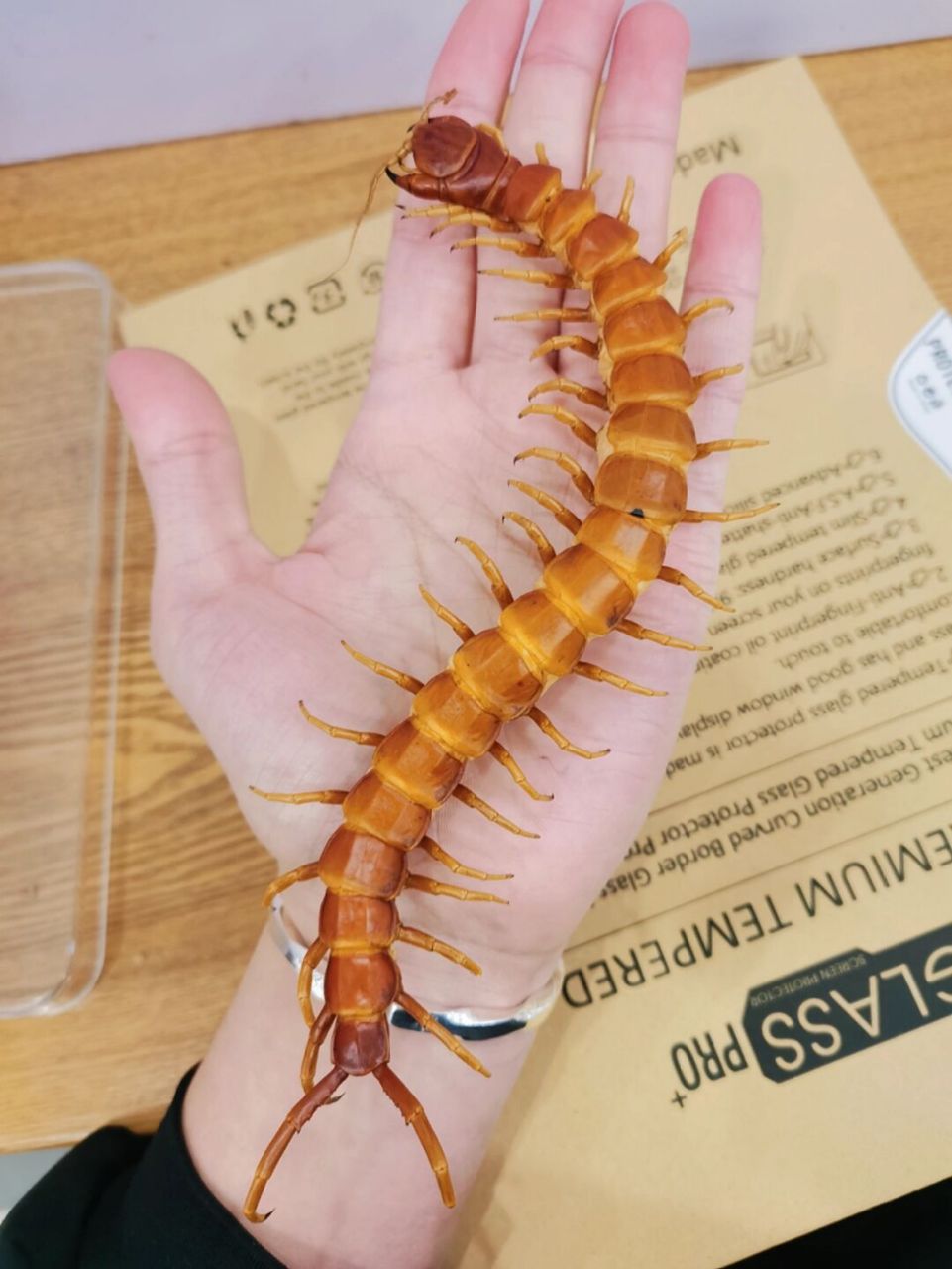 秘鲁浅色巨人蜈蚣标本 秘鲁浅色巨人蜈蚣标本 体型粗壮巨大,颜色鲜艳