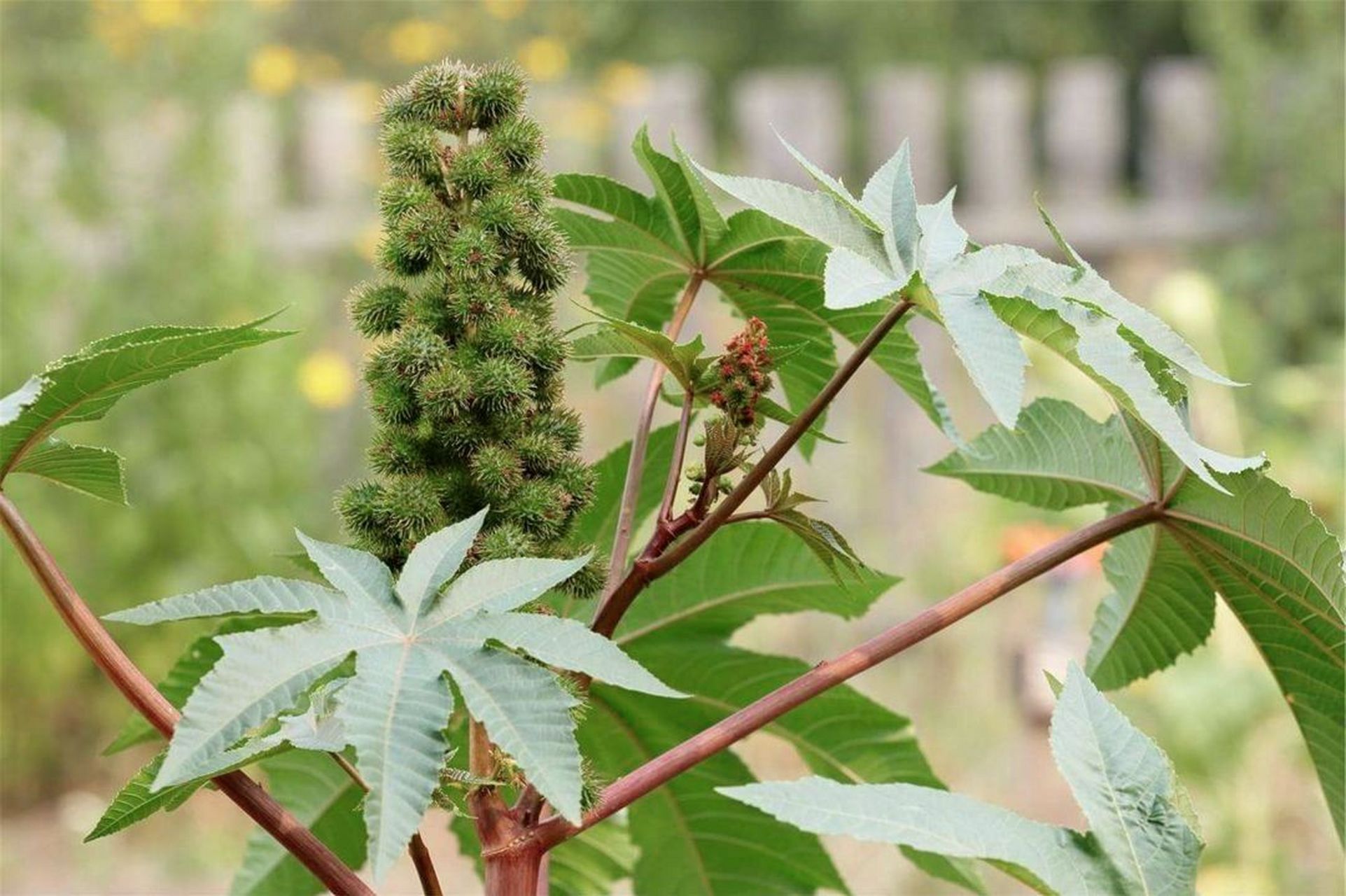 蓖(bì)麻,别名: 大麻子,草麻 个子小小惹人爱,腹中剧毒难开怀.