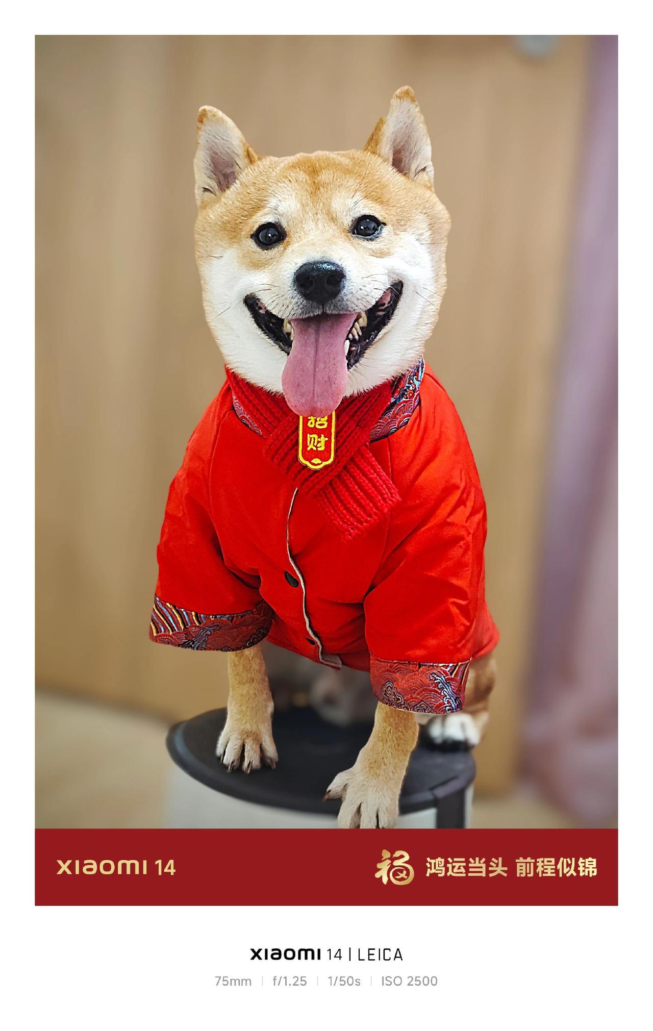 谁能拒绝会旺财的修狗 新年祝大家旺旺旺