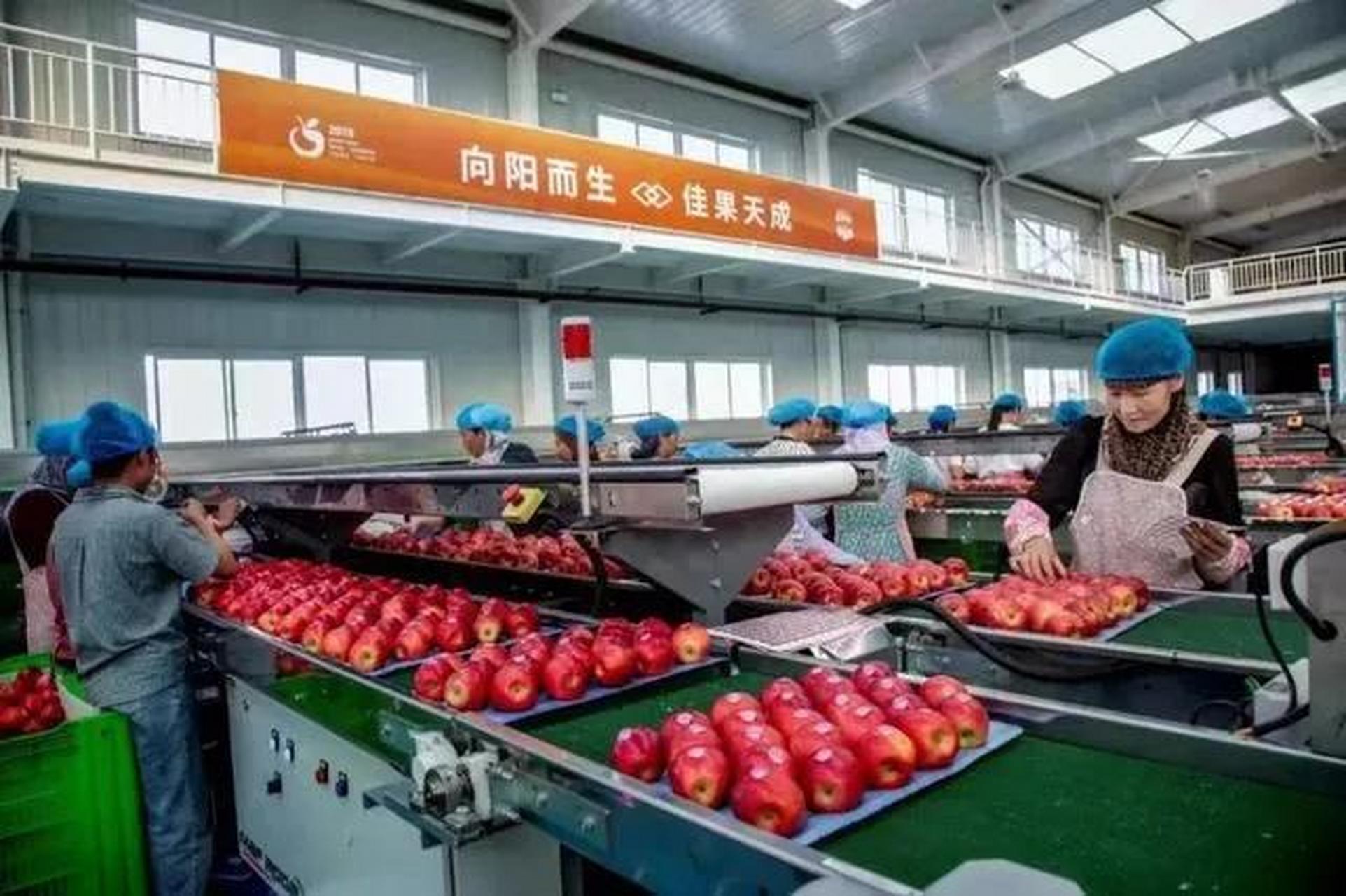 云南昭通市地处乌蒙山腹地,海拔高,纬度低,日照强,温差大等得天独厚的