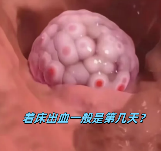 着床出血通常发生在受精后5到6天