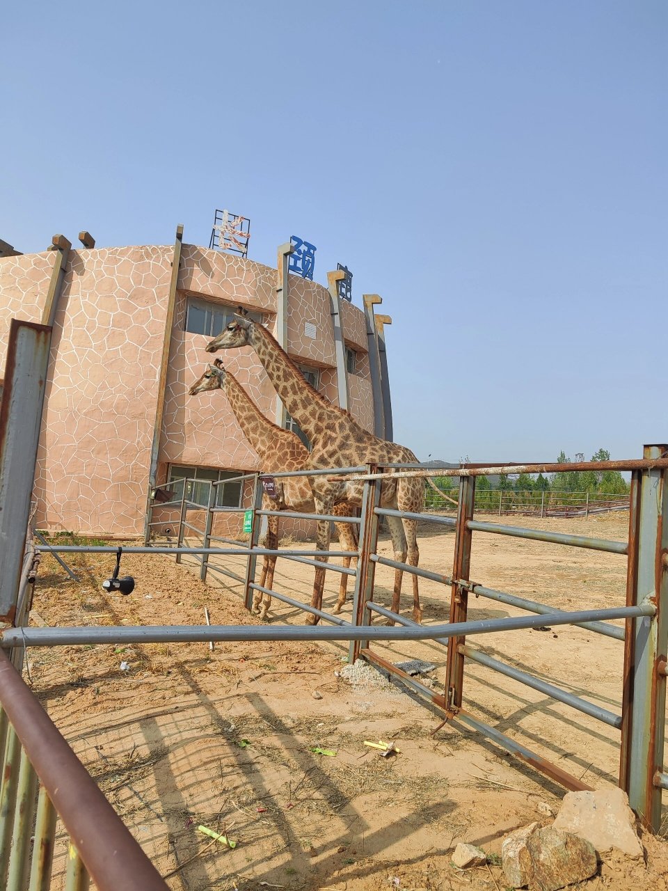 78邯郸遛娃93永年佛山野生动物园 佛山野生动物园 门票55元/人