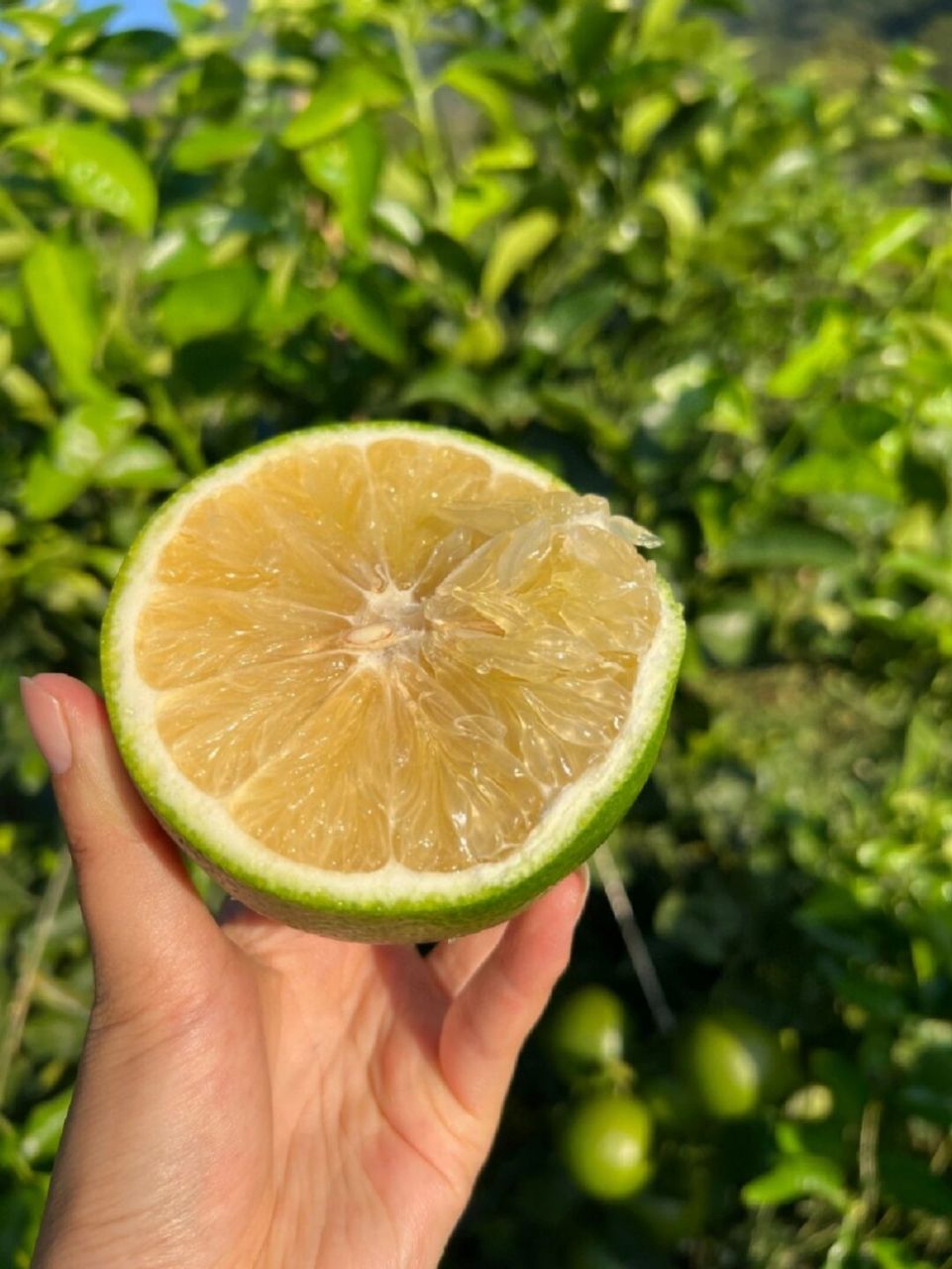青皮葡萄柚相比黄金葡萄柚味更甜呦!