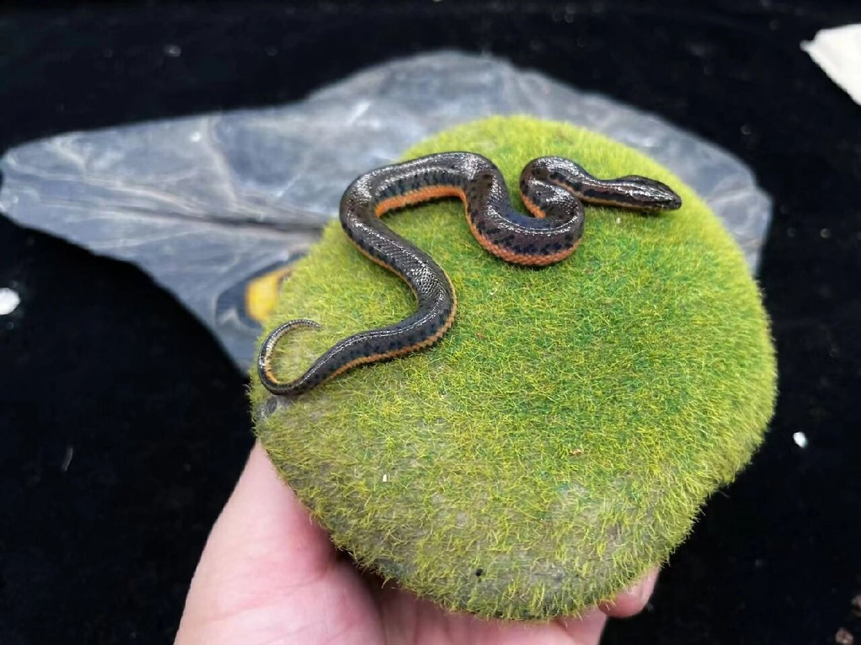 【新手福利】人工赤练华游苗,金边水蛇苗,温顺好养无毒吃小鱼或切块