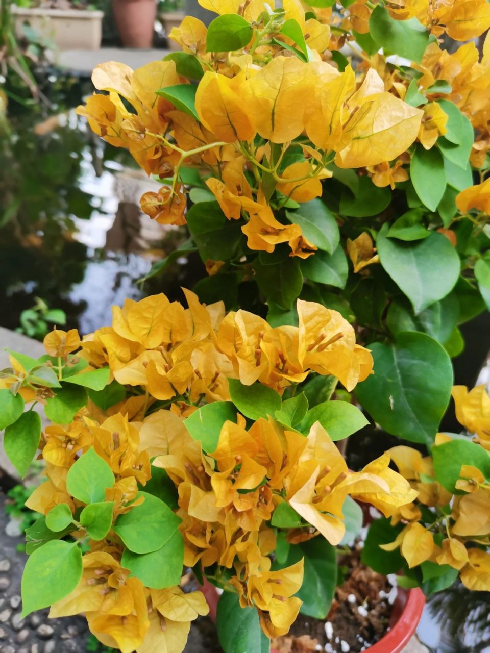 三角梅加州黄金与柠檬黄的对比 三角梅颜色太多,经常分不清.