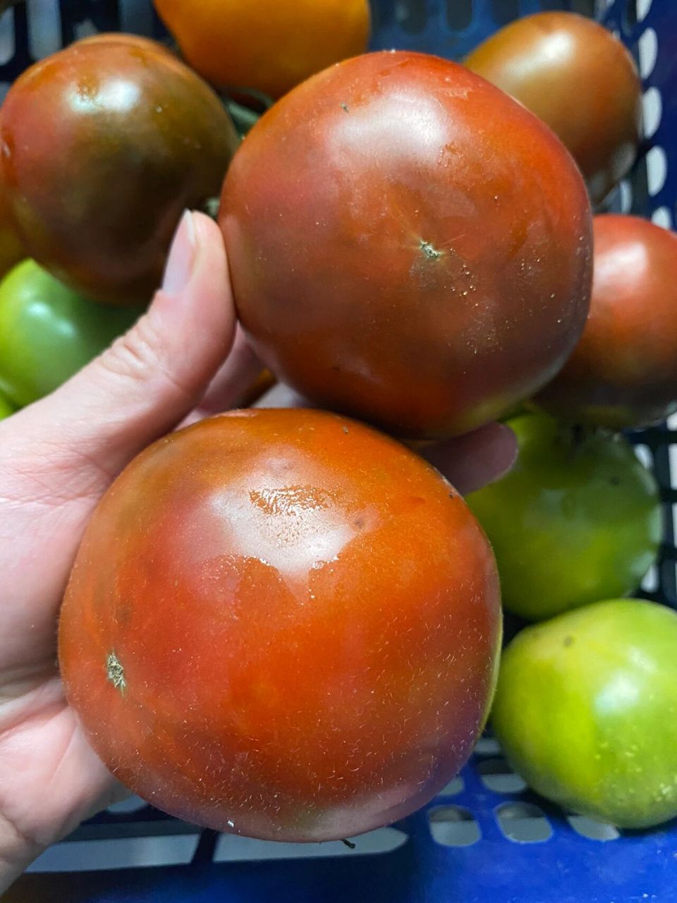 吃过西红柿的都知道,西红柿要红了才好吃,不然青色的西红柿还可挠有