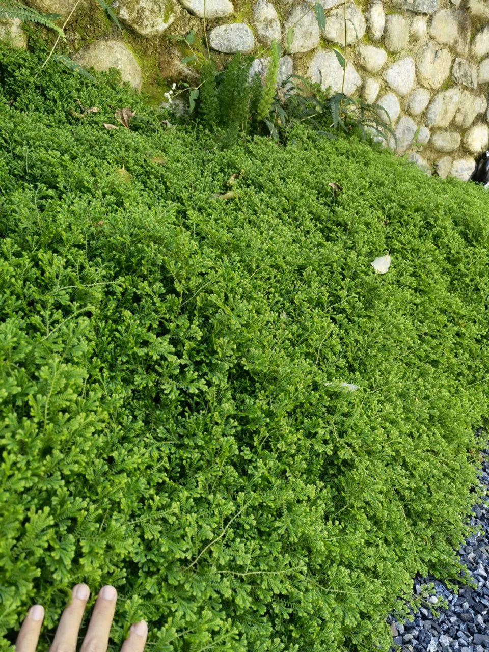 南方地区绝对不能错过的绿"地毯" 耐寒:零度以上.