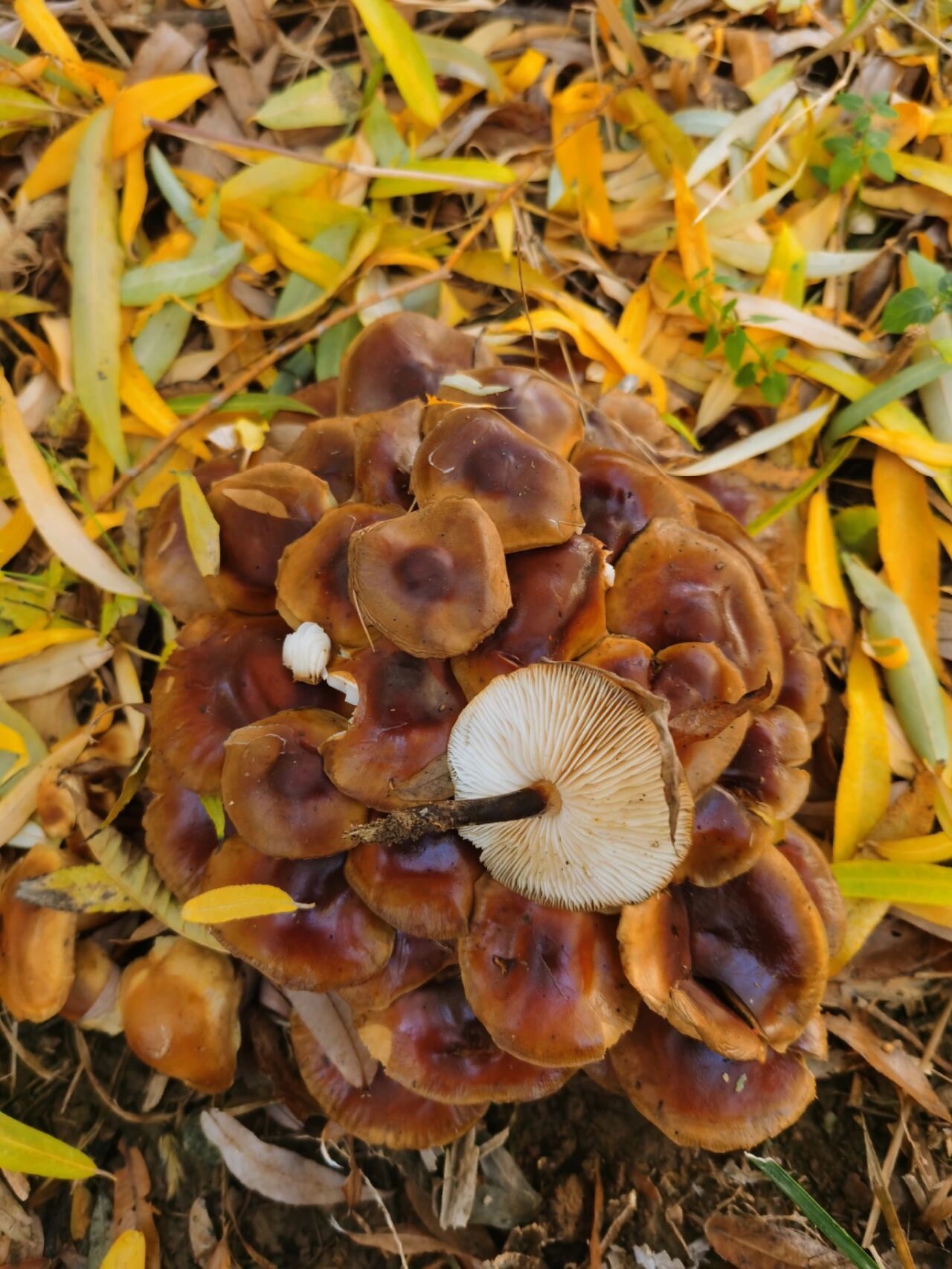 柳树下的蘑菇