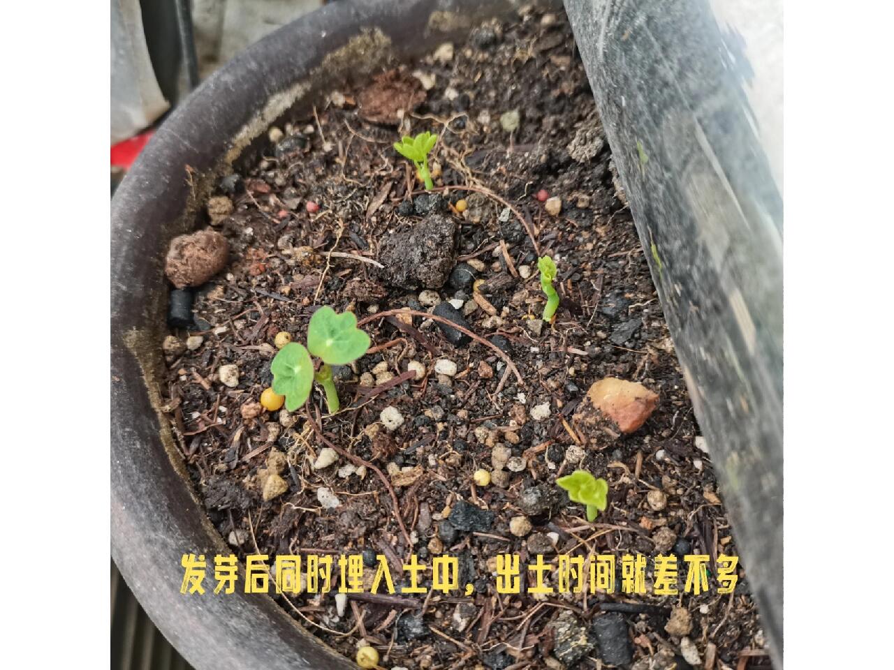 旱金莲播种,催芽进行中