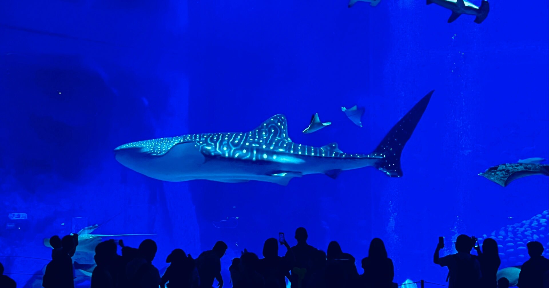 珠海长隆鲸鲨馆夜宿体验攻略