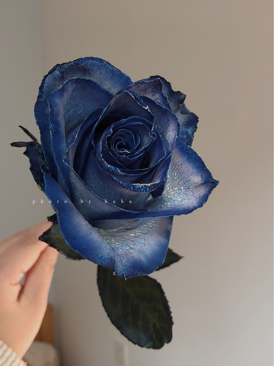 肯尼亚玫瑰 信天翁 比较懒 年前的图一直都没有发 前面4张花期为第7天