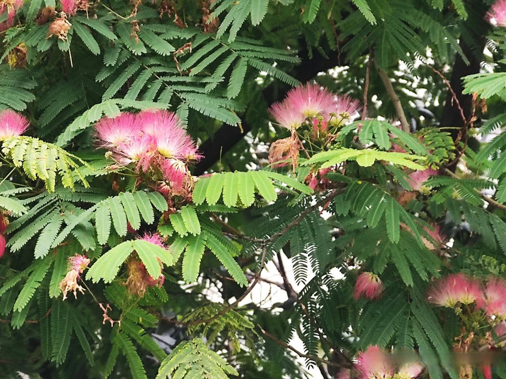 合欢的花粉粉淡淡,开起来有静气,细细长长的花丝,丝丝缕缕尽显温柔