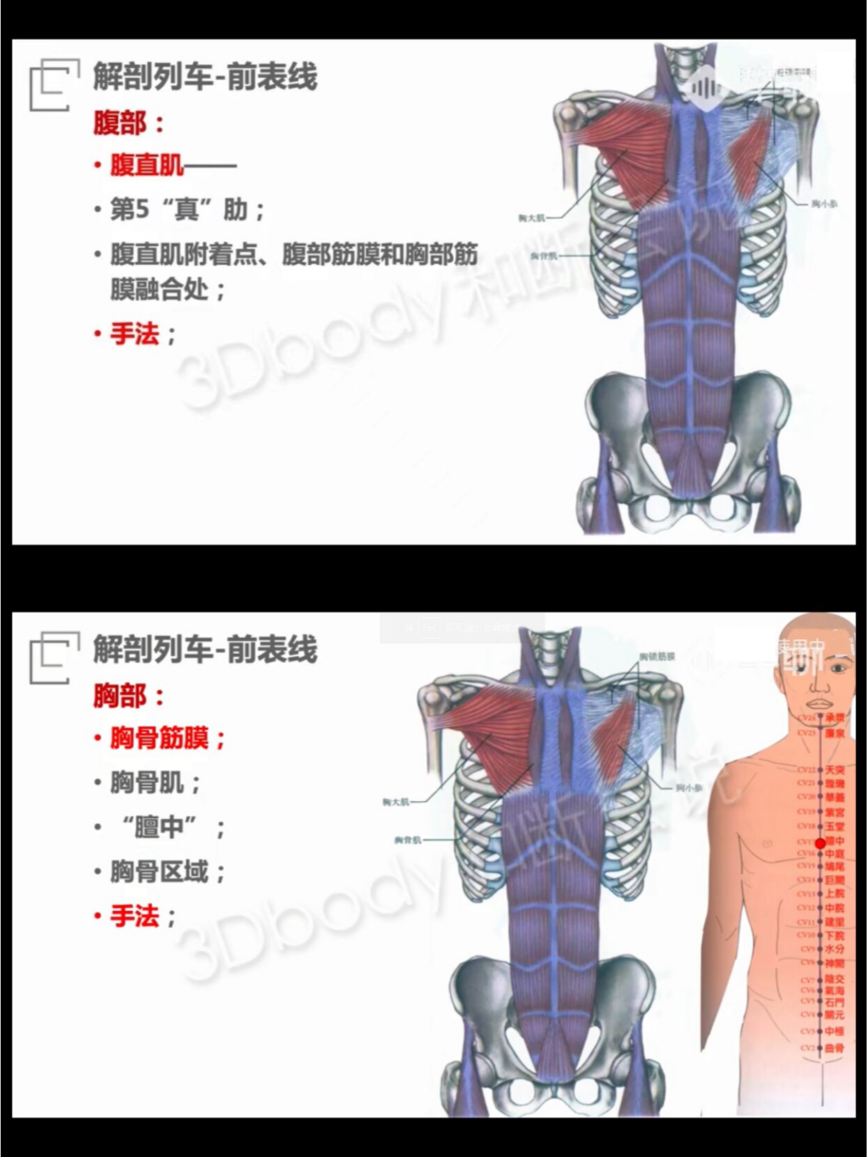 筋膜链前深线图片